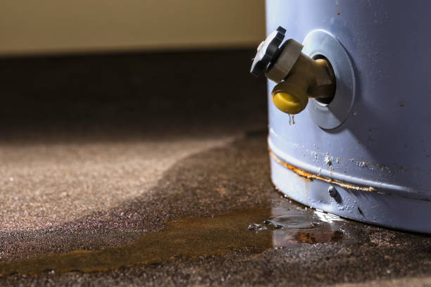 Best Water damage contractors near me  in Ripley, TN