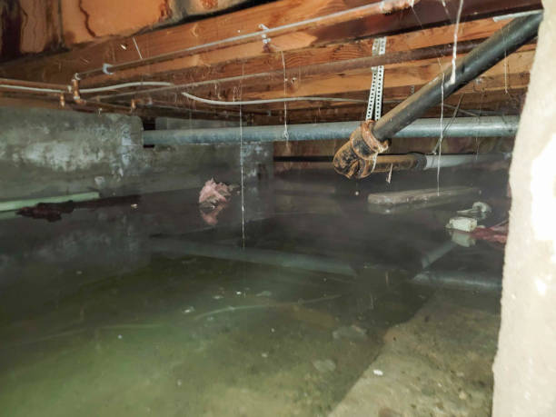 Best Water damage cleanup near me  in Ripley, TN