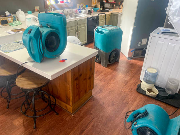 Best Mold removal after water damage  in Ripley, TN